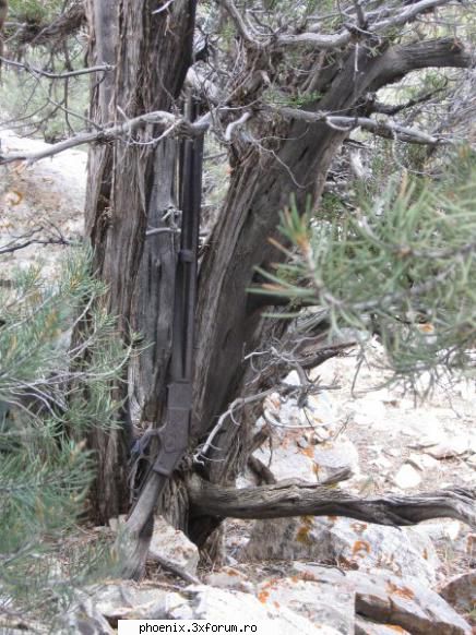 parcul great basin din nevada a fost o winchester care de peste 130 de ani de un copac. timpul a